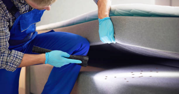 Wasp Removal Services in Harwood Heights, IL