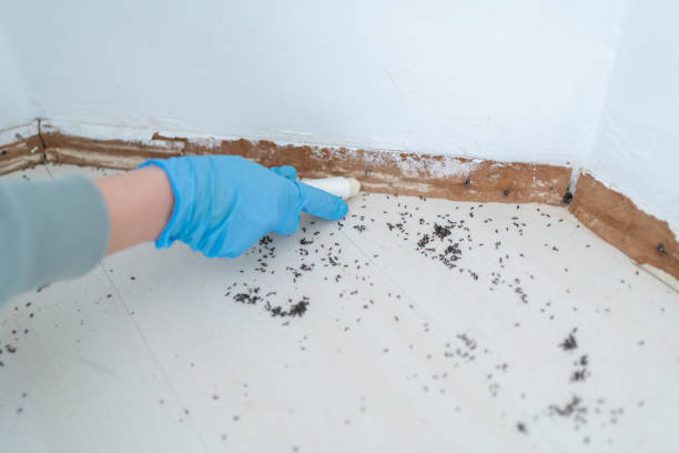 Best Best Pest Control Companies  in Harwood Heights, IL